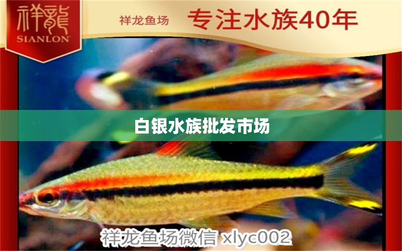 白银水族批发市场