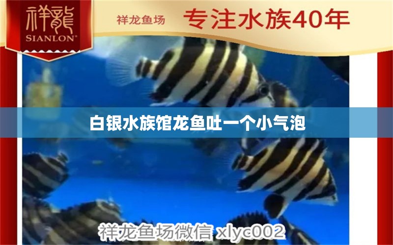 白银水族馆龙鱼吐一个小气泡 观赏鱼 第2张