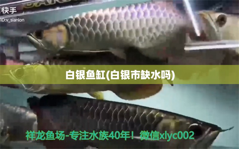 白银鱼缸(白银市缺水吗)