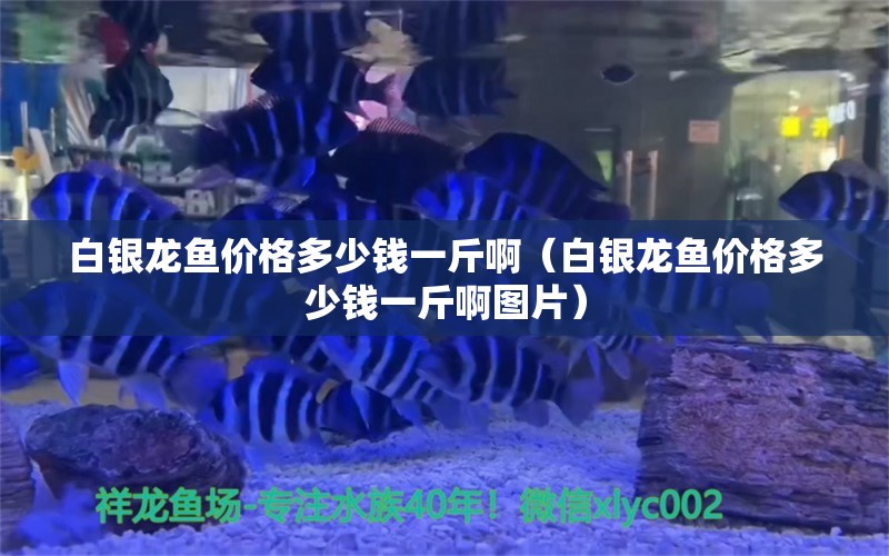 白银龙鱼价格多少钱一斤啊（白银龙鱼价格多少钱一斤啊图片） 银龙鱼