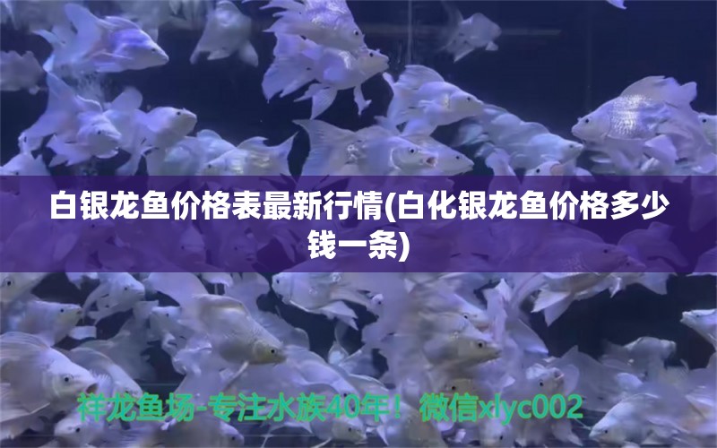 白银龙鱼价格表最新行情(白化银龙鱼价格多少钱一条)