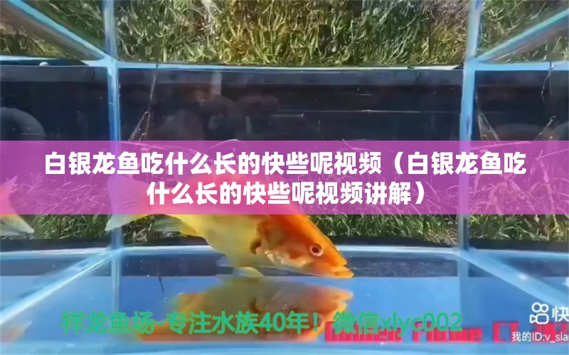 白银龙鱼吃什么长的快些呢视频（白银龙鱼吃什么长的快些呢视频讲解） 银龙鱼