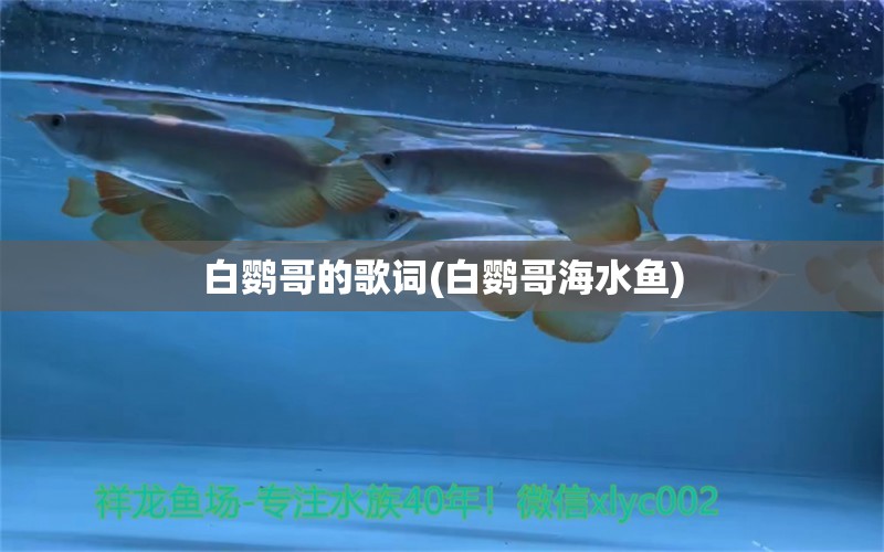 白鹦哥的歌词(白鹦哥海水鱼) 海水鱼 第1张