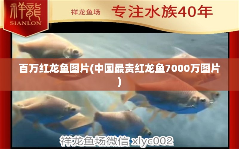 百万红龙鱼图片(中国最贵红龙鱼7000万图片)