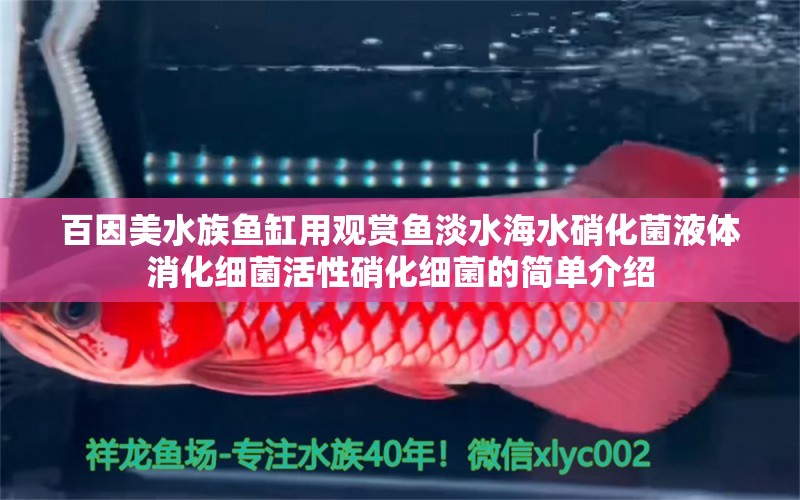 百因美水族鱼缸用观赏鱼淡水海水硝化菌液体消化细菌活性硝化细菌的简单介绍 硝化细菌 第1张