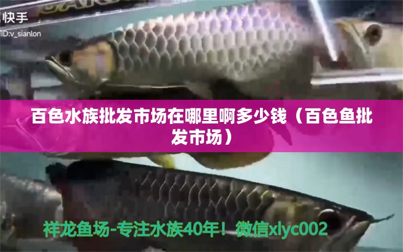 百色水族批发市场在哪里啊多少钱（百色鱼批发市场） 观赏鱼水族批发市场