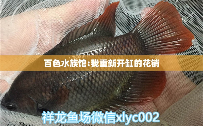 百色水族馆:我重新开缸的花销