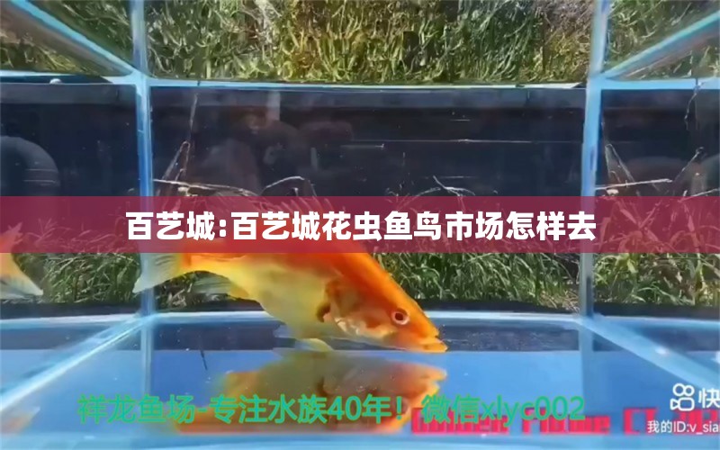 百艺城:百艺城花虫鱼鸟市场怎样去 水族品牌