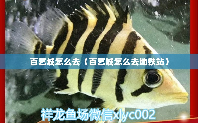 百艺城怎么去（百艺城怎么去地铁站） 祥龙水族医院