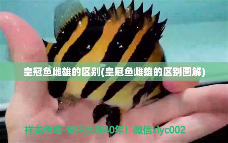 皇冠鱼雌雄的区别(皇冠鱼雌雄的区别图解) 白写锦鲤鱼