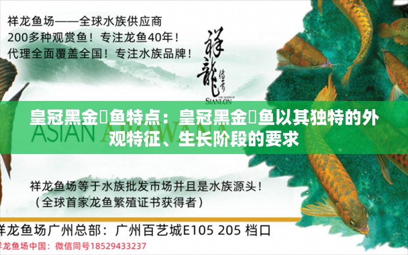 皇冠黑金魟鱼特点：皇冠黑金魟鱼以其独特的外观特征、生长阶段的要求