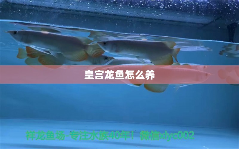 皇宫龙鱼怎么养