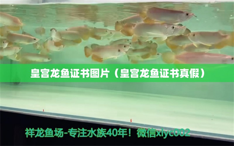 皇宫龙鱼证书图片（皇宫龙鱼证书真假）