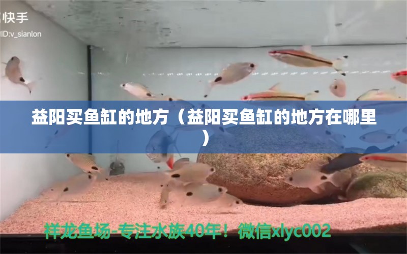 益阳买鱼缸的地方（益阳买鱼缸的地方在哪里） 其他品牌鱼缸