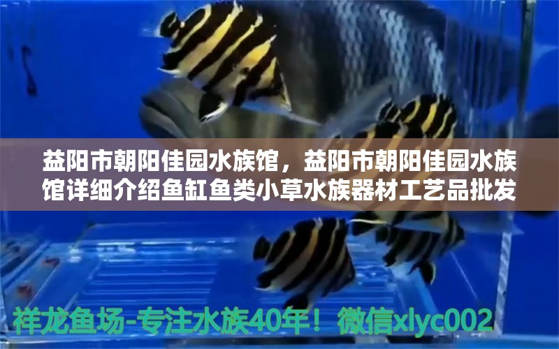 益阳市朝阳佳园水族馆，益阳市朝阳佳园水族馆详细介绍鱼缸鱼类小草水族器材工艺品批发零售 全国观赏鱼市场 第2张