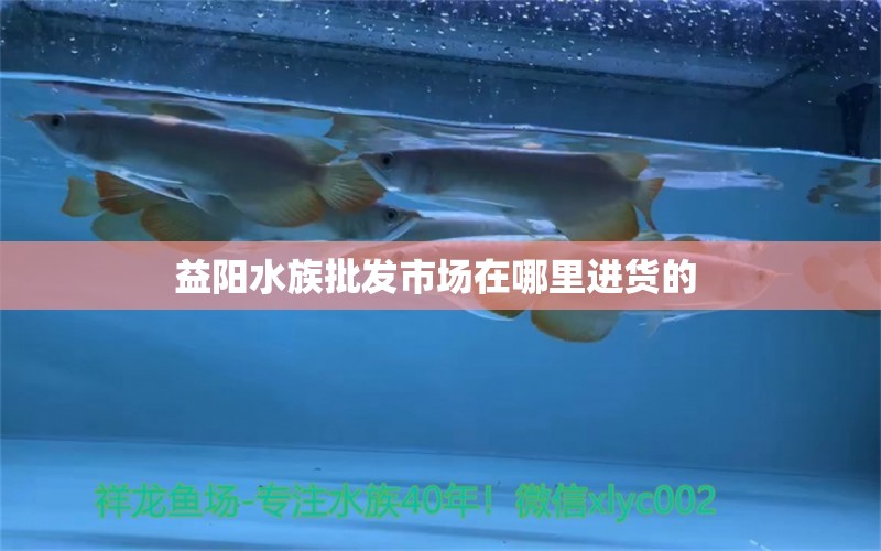 益阳水族批发市场在哪里进货的  观赏鱼水族批发市场