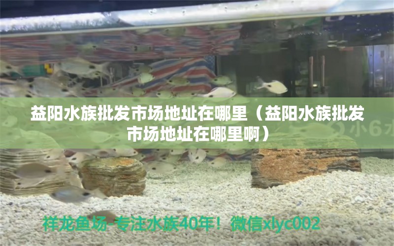 益阳水族批发市场地址在哪里（益阳水族批发市场地址在哪里啊） 观赏鱼水族批发市场