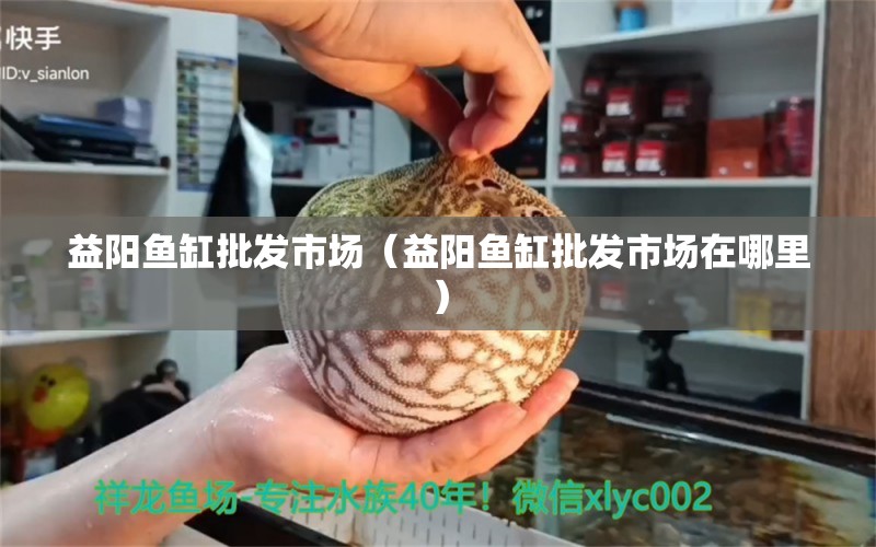 益阳鱼缸批发市场（益阳鱼缸批发市场在哪里） 观赏鱼水族批发市场