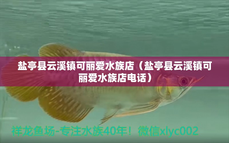 盐亭县云溪镇可丽爱水族店（盐亭县云溪镇可丽爱水族店电话）