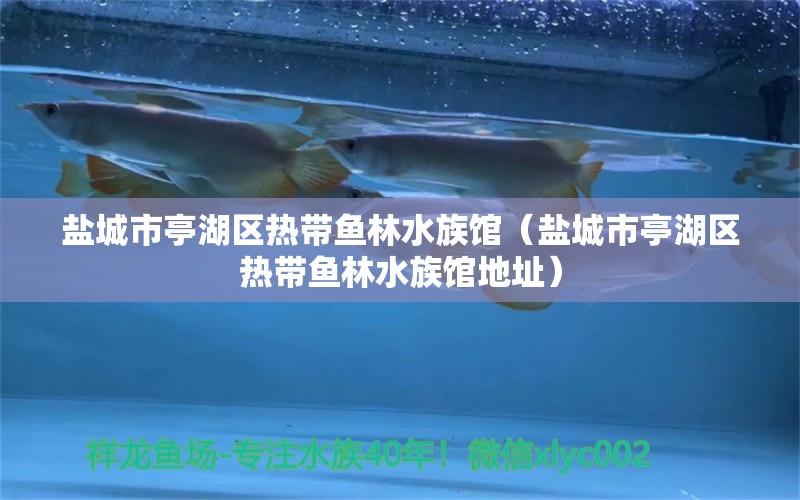 盐城市亭湖区热带鱼林水族馆（盐城市亭湖区热带鱼林水族馆地址） 全国水族馆企业名录