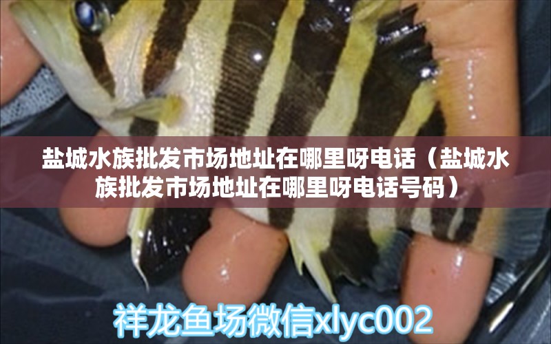 盐城水族批发市场地址在哪里呀电话（盐城水族批发市场地址在哪里呀电话号码）