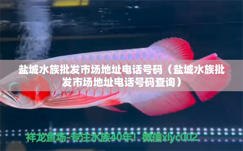 盐城水族批发市场地址电话号码（盐城水族批发市场地址电话号码查询）