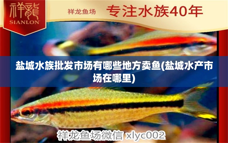 盐城水族批发市场有哪些地方卖鱼(盐城水产市场在哪里) 观赏鱼水族批发市场