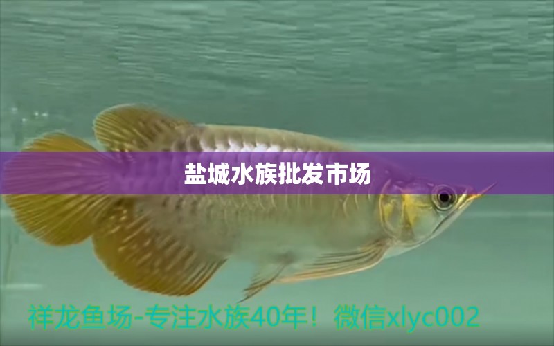 盐城水族批发市场 观赏鱼水族批发市场