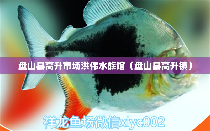 盘山县高升市场洪伟水族馆（盘山县高升镇）