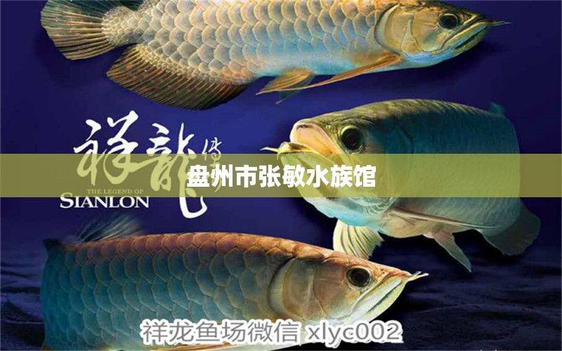 盘州市张敏水族馆