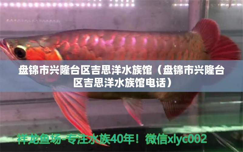 盘锦市兴隆台区吉思洋水族馆（盘锦市兴隆台区吉思洋水族馆电话） 全国水族馆企业名录