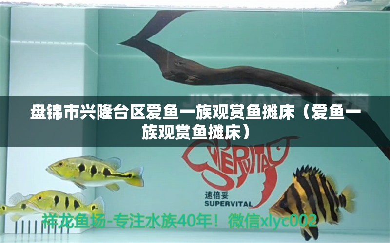 盘锦市兴隆台区爱鱼一族观赏鱼摊床（爱鱼一族观赏鱼摊床） 水族周边 第1张