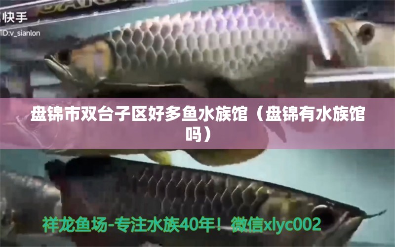 盘锦市双台子区好多鱼水族馆（盘锦有水族馆吗）