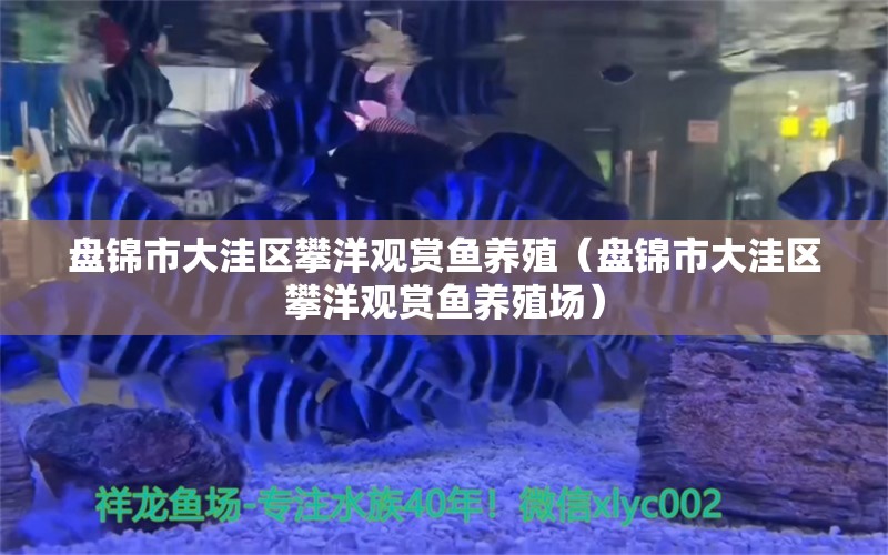 盘锦市大洼区攀洋观赏鱼养殖（盘锦市大洼区攀洋观赏鱼养殖场）