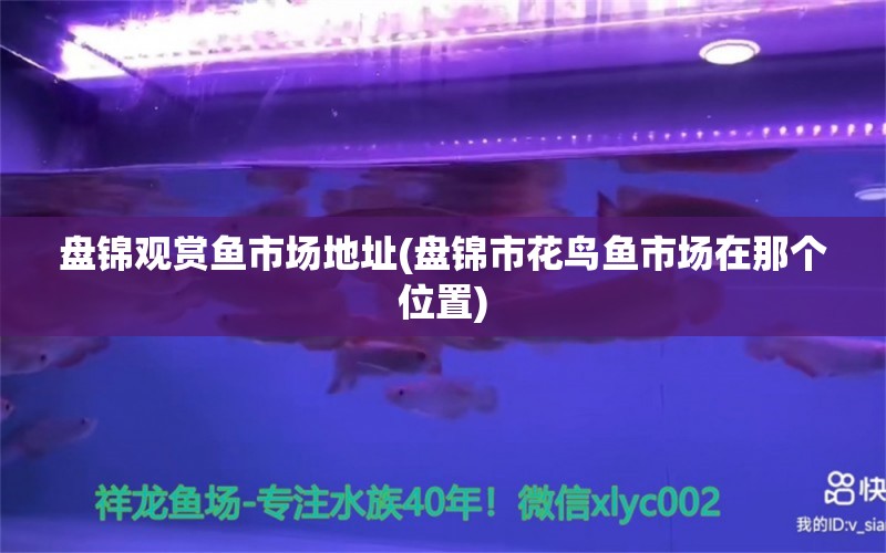 盘锦观赏鱼市场地址(盘锦市花鸟鱼市场在那个位置) 观赏鱼市场（混养鱼） 第2张