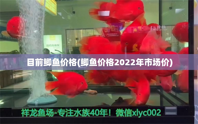 目前鲫鱼价格(鲫鱼价格2022年市场价)