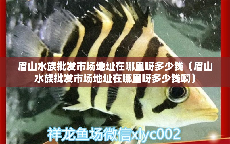 眉山水族批发市场地址在哪里呀多少钱（眉山水族批发市场地址在哪里呀多少钱啊） 观赏鱼水族批发市场