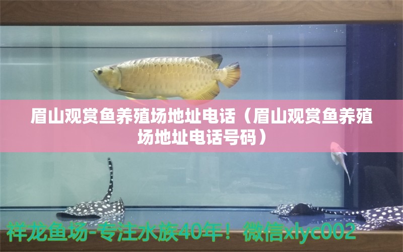 眉山观赏鱼养殖场地址电话（眉山观赏鱼养殖场地址电话号码） 祥龙水族医院