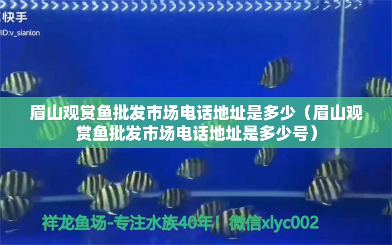 眉山观赏鱼批发市场电话地址是多少（眉山观赏鱼批发市场电话地址是多少号）