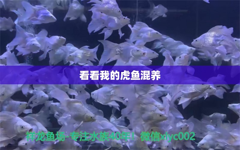 看看我的虎鱼混养 虎鱼百科