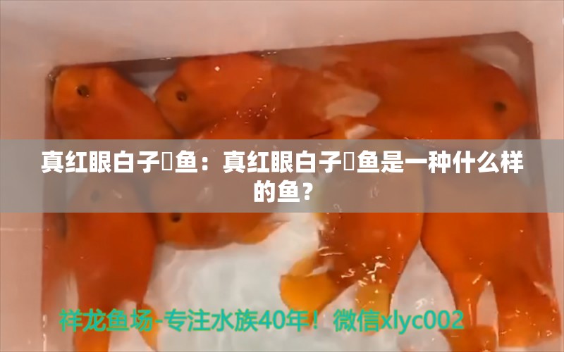 真红眼白子魟鱼：真红眼白子魟鱼是一种什么样的鱼？