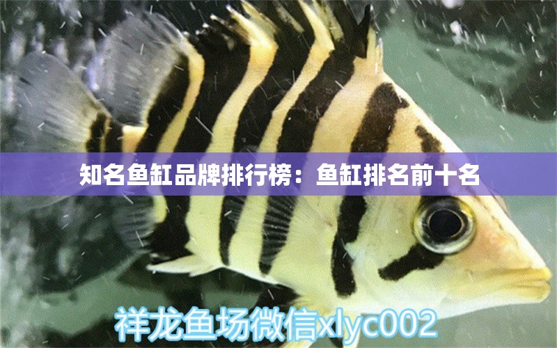 知名鱼缸品牌排行榜：鱼缸排名前十名 广州龙鱼批发市场