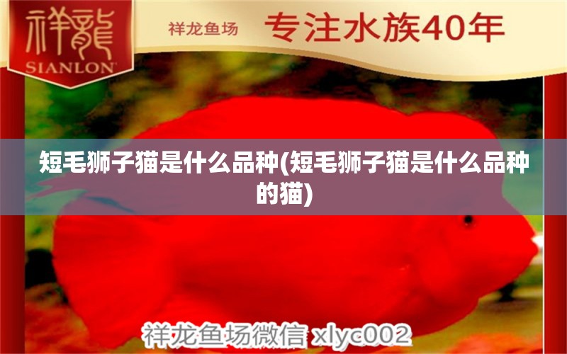 短毛狮子猫是什么品种(短毛狮子猫是什么品种的猫) 观赏鱼 第2张