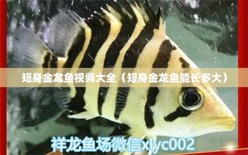 短身金龙鱼视频大全（短身金龙鱼能长多大） 广州观赏鱼批发市场