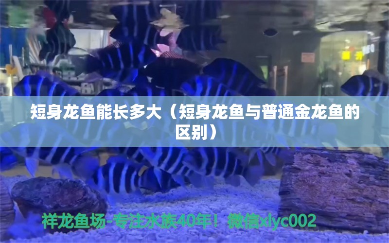 短身龙鱼能长多大（短身龙鱼与普通金龙鱼的区别）