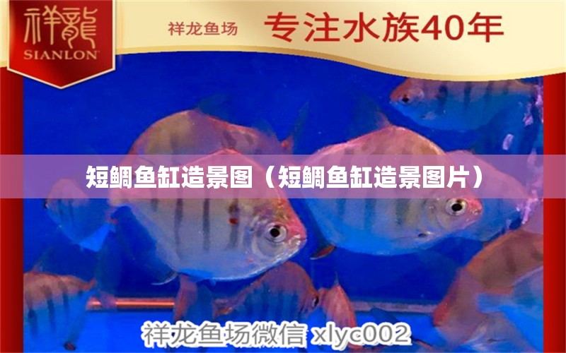 短鲷鱼缸造景图（短鲷鱼缸造景图片） 祥龙水族医院