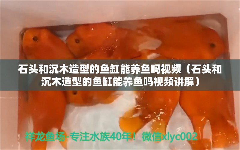 石头和沉木造型的鱼缸能养鱼吗视频（石头和沉木造型的鱼缸能养鱼吗视频讲解） 其他品牌鱼缸