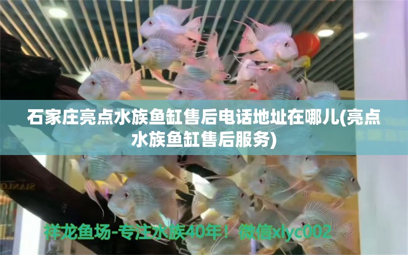 石家庄亮点水族鱼缸售后电话地址在哪儿(亮点水族鱼缸售后服务)