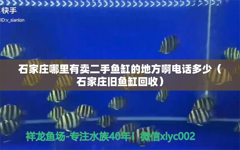 石家庄哪里有卖二手鱼缸的地方啊电话多少（石家庄旧鱼缸回收） 广州观赏鱼批发市场