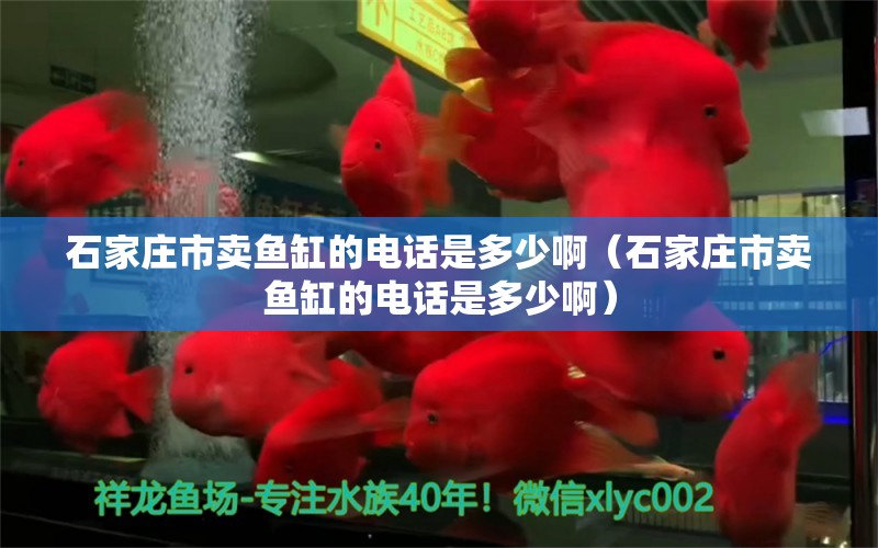 石家庄市卖鱼缸的电话是多少啊（石家庄市卖鱼缸的电话是多少啊）